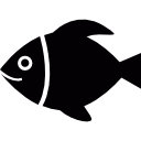peixe tropical 