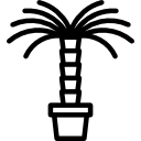 palmera icon