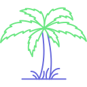 palmera