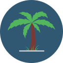 Palm 