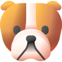 bulldog anglais 