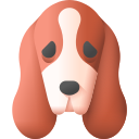 basset hound 