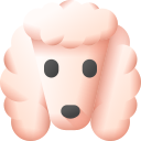 caniche 