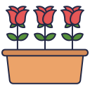 rosa icon