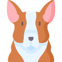 corgi 