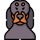 coonhound