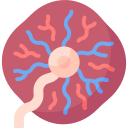 placenta icon