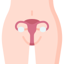 Uterus 