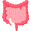 intestino 