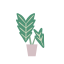 alocasia 