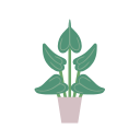 alocasia cucullata icon