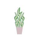 sansevieria 