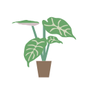 alocasia icon