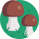 hongos icon