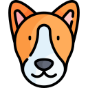 basenji 