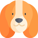 basset hound