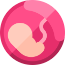 placenta icon