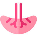 placenta icon