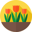 tulipanes 