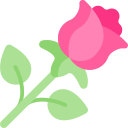 rosa 