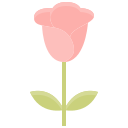 rosa