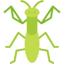 mantis