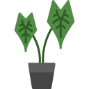 alocasia 