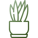 sansevieria