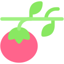 tomate icon