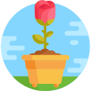 rosa icon