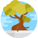 bonsai icon