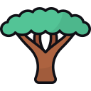 acacia icon