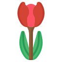 tulipán