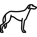 saluki 