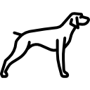 Pointer 