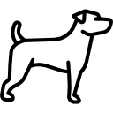 jack russell terrier 
