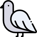 paloma icon