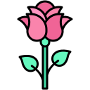 rosa 
