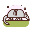 armadillo