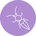 formicidae 