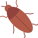 cucaracha