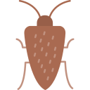 cucaracha