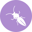 formicidae 