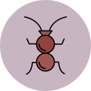 formiga 