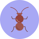 formiga 