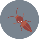 formicidae 