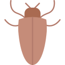 cucaracha