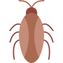 cucaracha