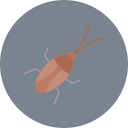 barata 