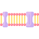 membrana de plasma 